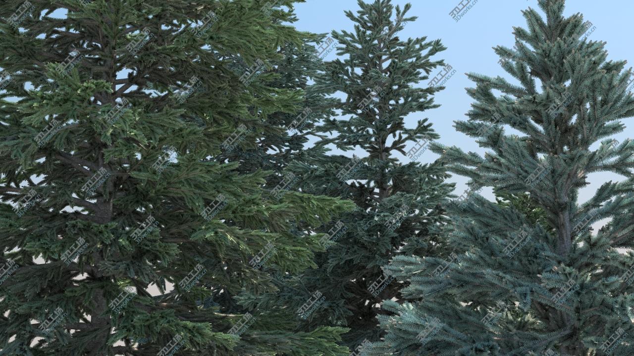 images/goods_img/202104092/5-5 Abies Pinsapo/5.jpg